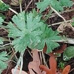 Geranium dissectum 葉