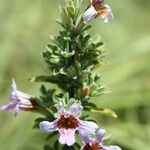 Strobilanthopsis linifolia Floro