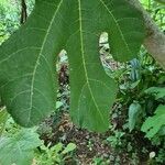 Ficus caricaFoglia