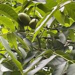 Juglans regia Плід