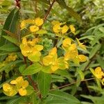 Euphorbia griffithii Flor