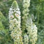 Reseda alba Lorea