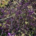 Callicarpa bodinieri 整株植物