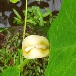 Xanthosoma sagittifoliumFlor