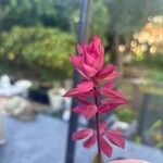 Salvia splendens Квітка