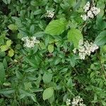 Ligustrum vulgareFlower