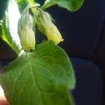 Symphytum tuberosum Flower