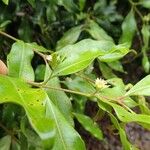 Cloezia floribunda Φύλλο