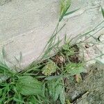 Polypogon viridis Blüte
