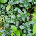 Vinca minorপাতা