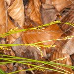 Carex digitata Vrucht