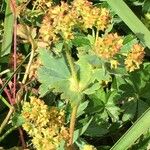 Alchemilla xanthochlora Blad