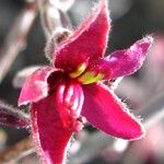 Krameria bicolor Flower
