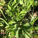 Solanum bonariense Лист