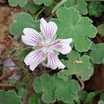 Geranium renardii Flower