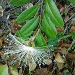 Morisonia flexuosa Кветка