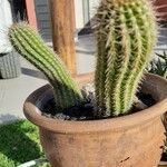 Echinopsis huascha Corteza