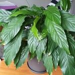 Spathiphyllum wallisii Yaprak