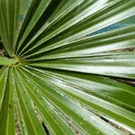 Rhapidophyllum hystrix Fuelha