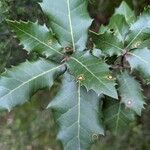 Quercus cocciferaBlad