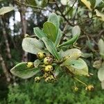 Clusia criuva Fruto