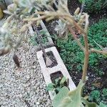 Kalanchoe gastonis-bonnieri Ліст