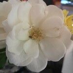Rosa sempervirens Květ