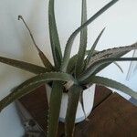 Aloe vera Folha