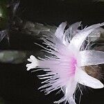 Rhipsalis pilocarpa Flower