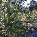 Pinus halepensis Blad