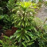 Virotia angustifolia Leaf