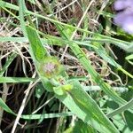 Knautia integrifolia Leaf