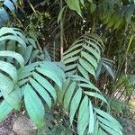 Chamaedorea microspadix List