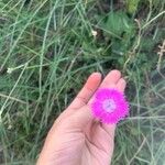 Dianthus seguieriFlower