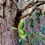 Salix babylonica Leaf