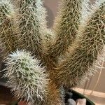 Cylindropuntia bigelovii ᱥᱟᱠᱟᱢ