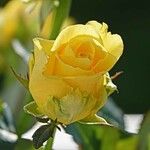Rosa foetida 花