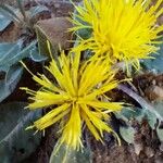 Centaurea acaulis Blüte