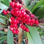 Iris foetidissima ഫലം