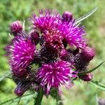 Cirsium palustre Blodyn