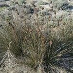 Juncus acutus Leaf