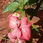 Mussaenda philippica Fuelha