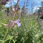 Nepeta grandiflora 花