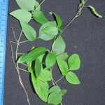 Desmodium affine Other