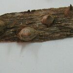 Zanthoxylum acuminatum Otro
