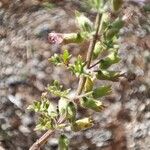 Teucrium botrys Leaf