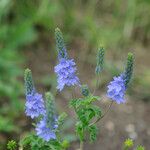 Veronica teucrium Flower