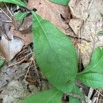 Elephantopus elatus Hoja