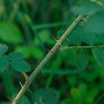 Rosa marginata Corteza