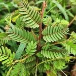 Chamaecrista fallacina Leaf